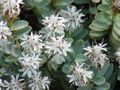 Hebe pinguifolia