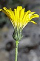 Hieracium glaucinum