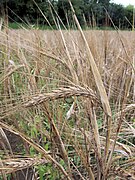 An ear of grain (barley)