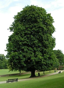 Aesculus hippocastanum, ჩვეულებრივი ცხენისწაბლა