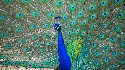 Pavo cristatus (Peacock) טווס מצוי
