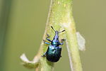 Rhynchitinae ---> Byctiscus betulae (Rhynchite du bouleau) article à créer, les photos sont sur commons...