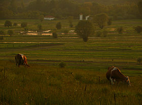 Ćukovac (Vranje)