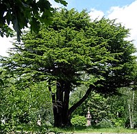 Lebanon Cedar in Highgate Cemetery