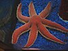 The seven armed starfish (Luidia ciliaris)