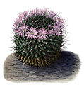 Mammillaria melanocentra