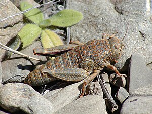 Colour morph 'Orange'.