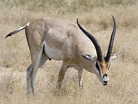 Gazela-de-grant na cratera de Ngorongoro, Tanzânia