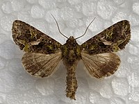 Совка лутигова велика (Trachea atriplicis)