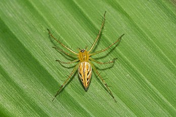 Fêmea de Oxyopes javanus, uma aranha da família Oxyopidae, conhecida popularmente como aranha-lince. (definição 6 000 × 4 000)