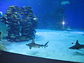 Whitetip reef sharks at the shark exhibit