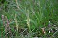 Plantago maritima