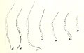 Raphidonema (カワノリ目)