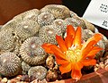 Rebutia heliosa