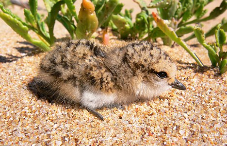 Red-capped plover, juvenile, by benjamint444