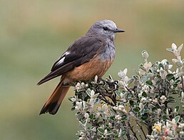 Кіптявник сивоголовий (Cnemarchus erythropygius)