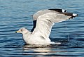 Image 108Ring-billed gull preening/bathing in Marine Park, Brooklyn