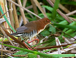 Rödsidig dvärgrall (L. melanophaius)