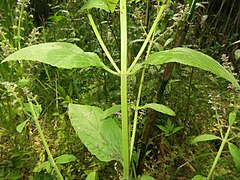 茎は四角形で直立し、稜に下向きの細毛が生える。茎葉は対生し、短い葉柄があり、単葉で長楕円形、縁には鈍い鋸歯があり、まばらに毛が生え、表面の葉脈はへこんで細かいしわがある。