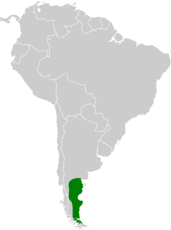 Distribución geográfica del chirigüe austral.