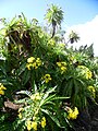 Sonchus ortunoi