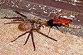 Spider wasp stuns spider