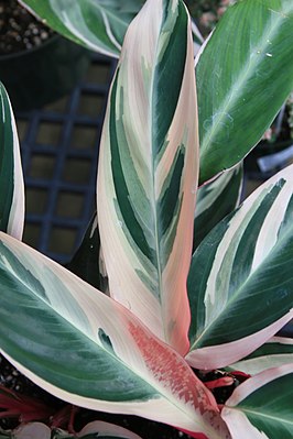 Stromanthe sanguinea 'Tristar'