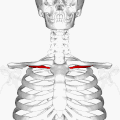 Subclavius muscle (shown in red). Humerus and scapula are shown in semi-transparent. Animation.