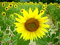 Tournesols en Ardèche.