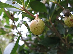 Ternstroemia gymnanthera