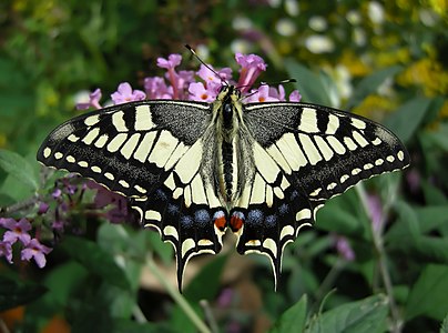 Papilio machaon, dorsal view, by ComputerHotline (edited by Fir0002)