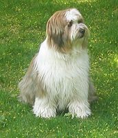 Tibetan Terrier, parti coloured (white and red sable)