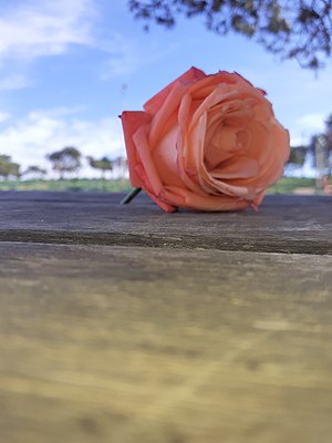 Une rose Algérie