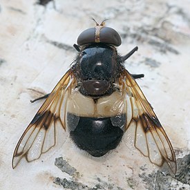 Журчалка прозрачная (Volucella pellucens)