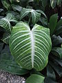 Caladium lindenii 'Magnificum'.