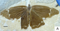 Sophogramma lii with disruptive coloration