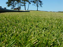 Typical Zoysia tenuifolia appearance