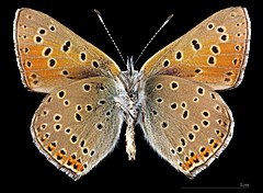 Lycaena hippothoe ♂ △