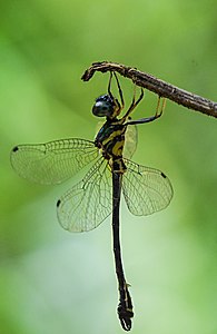 Idionyx travancorensis male