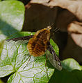 Bombylius major