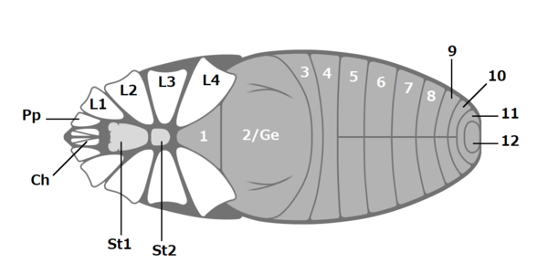 コスリイムシの腹面構造（1-12：後体第1-12節腹板/蓋板、Ch：鋏角、Ge：生殖口蓋、L1-4：第1-4脚基節、Pp：触肢基節、St1-2：前体腹板）