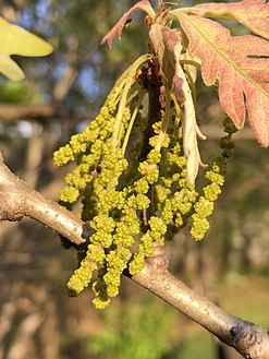 Catkins of Quercus alba containing the staminate or 'male' flowers