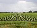 Vegetable field near Barton