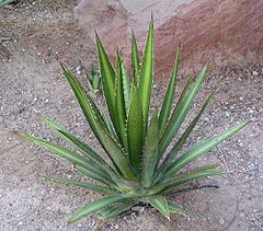 Description de l'image Agave lechuguilla.jpg.