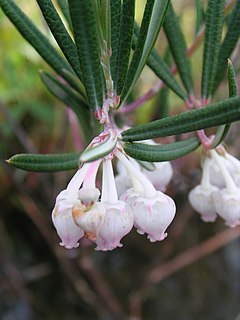 Description de l'image Andromeda glaucophylla 2 (5097494549).jpg.