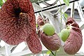 Aristolochia cymbifera