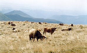 Vaches Aubrac sur le Plomb du Cantal.