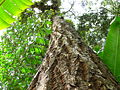 Guanandi com uso paisagístico em jardim. Bertioga-SP