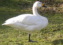 Cygnus columbianus bewickii, cisne chico