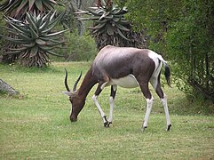 Bontebok (femelle en gestation)